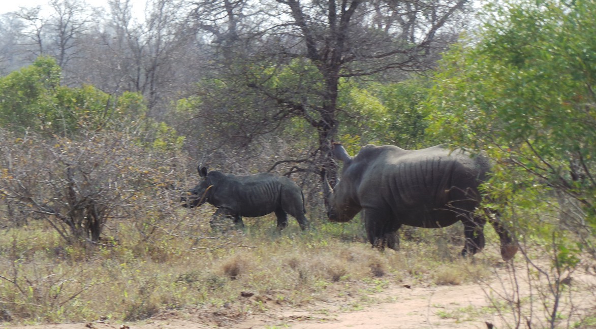 Rhino dreaming in Timbavati