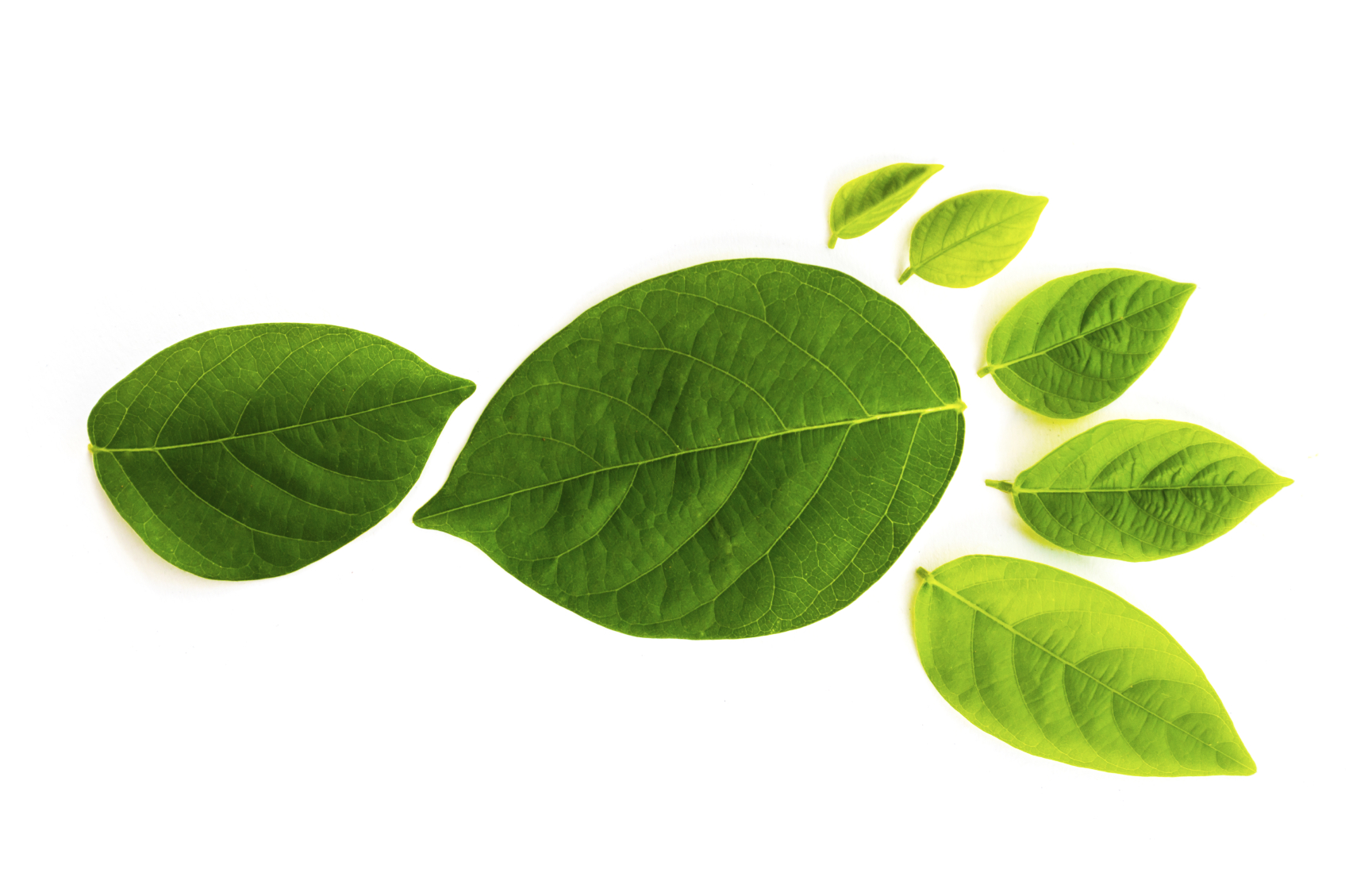 Ways to Reduce your Carbon Footprint