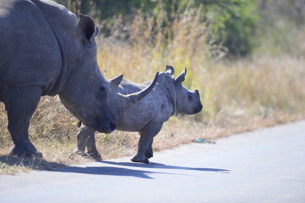 Leads 2 Business : Rhino love