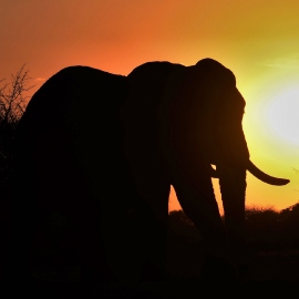 Timbavati Update: Success Story